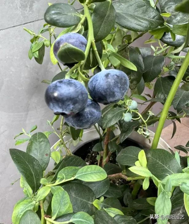 Blueberry shed cultivation techniques