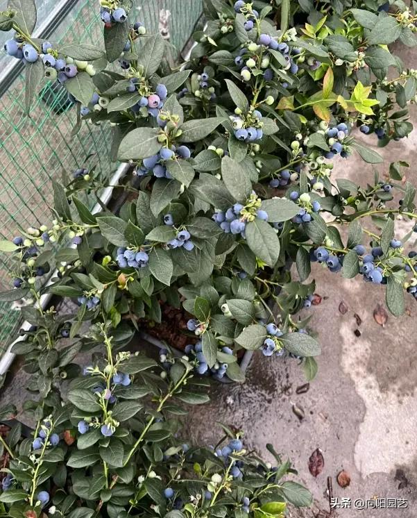 Blueberry shed cultivation techniques