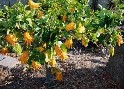 Orange seed plant cultivation methods