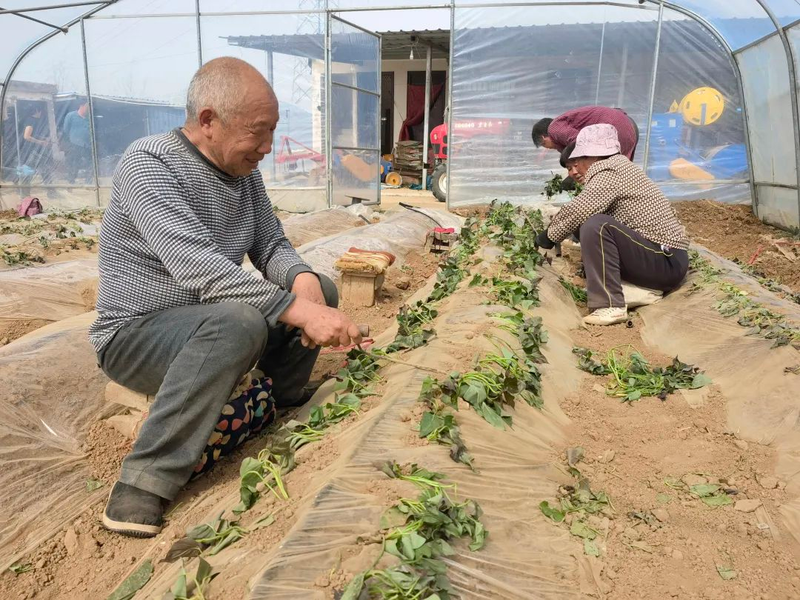 大棚红薯种植技术视频