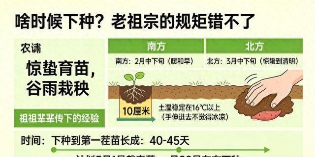 A video of the technology for the production of red potato in the shed