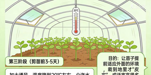 A video of the technology for the production of red potato in the shed
