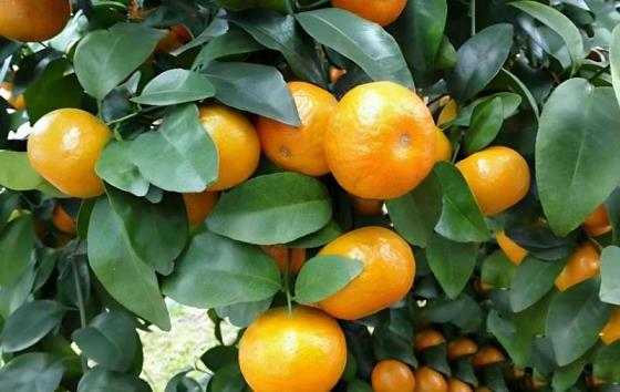 柑橘种植技术视频