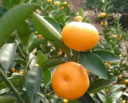 柑橘种植技术视频