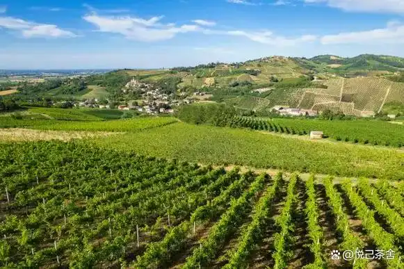 红提葡萄的种植技术