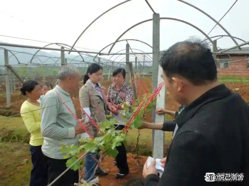 红提葡萄的种植技术