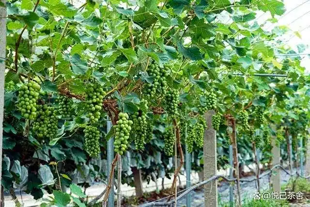 红提葡萄的种植技术