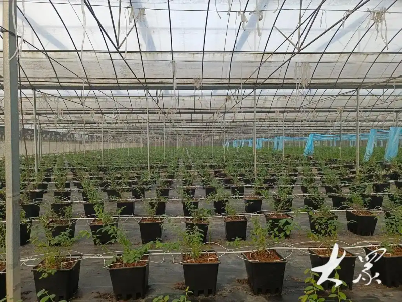 盆栽蓝莓种植技术