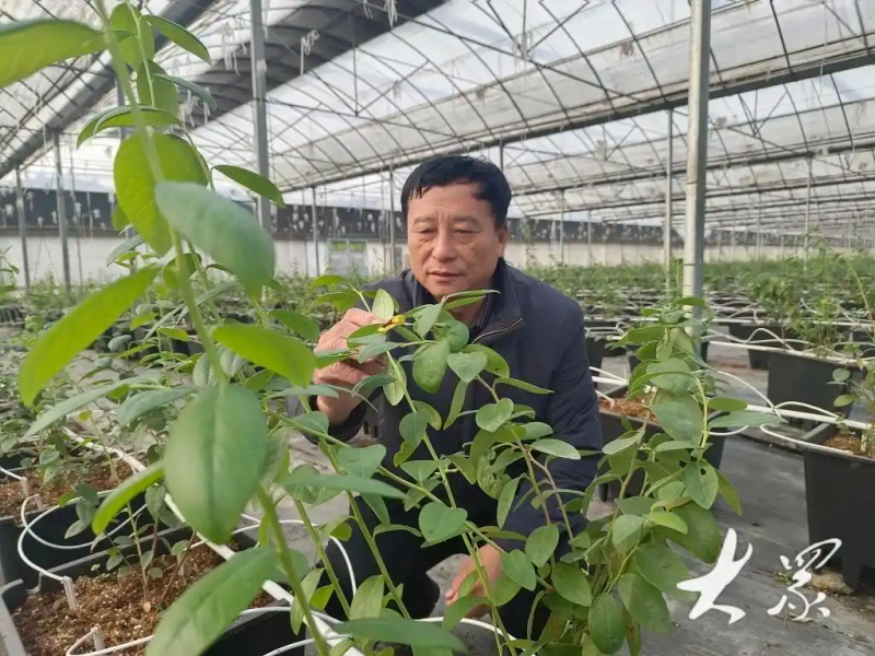 盆栽蓝莓种植技术