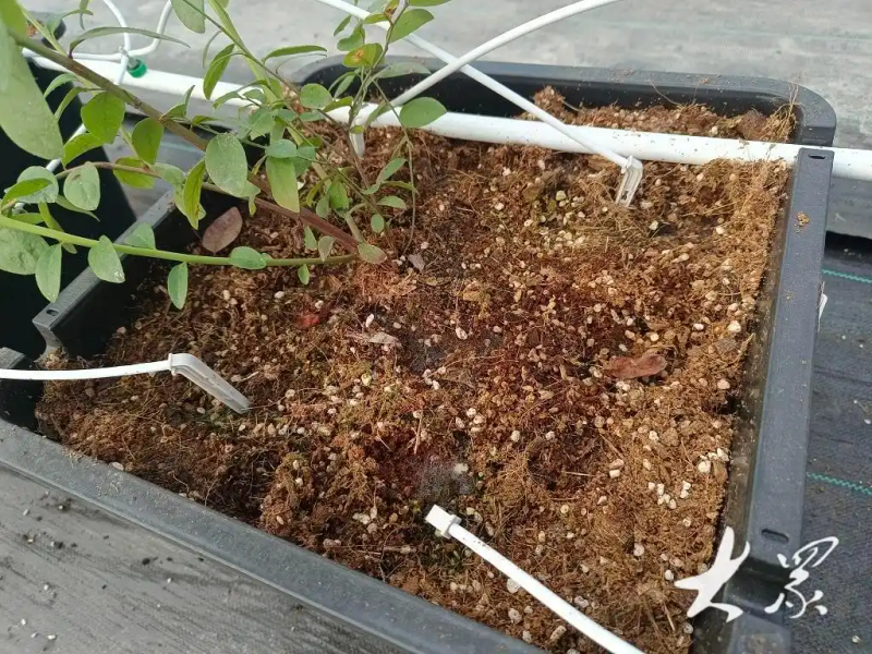 盆栽蓝莓种植技术