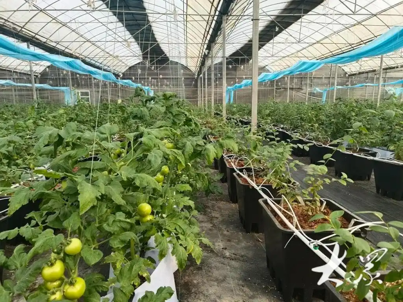 盆栽蓝莓种植技术