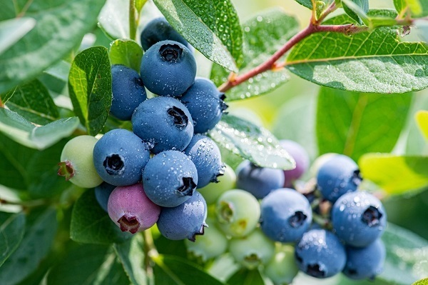 盆栽蓝莓种植技术