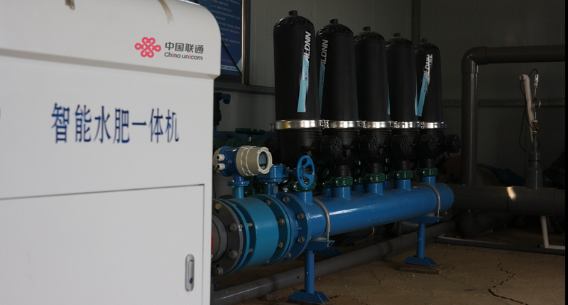 盆栽蓝莓种植技术