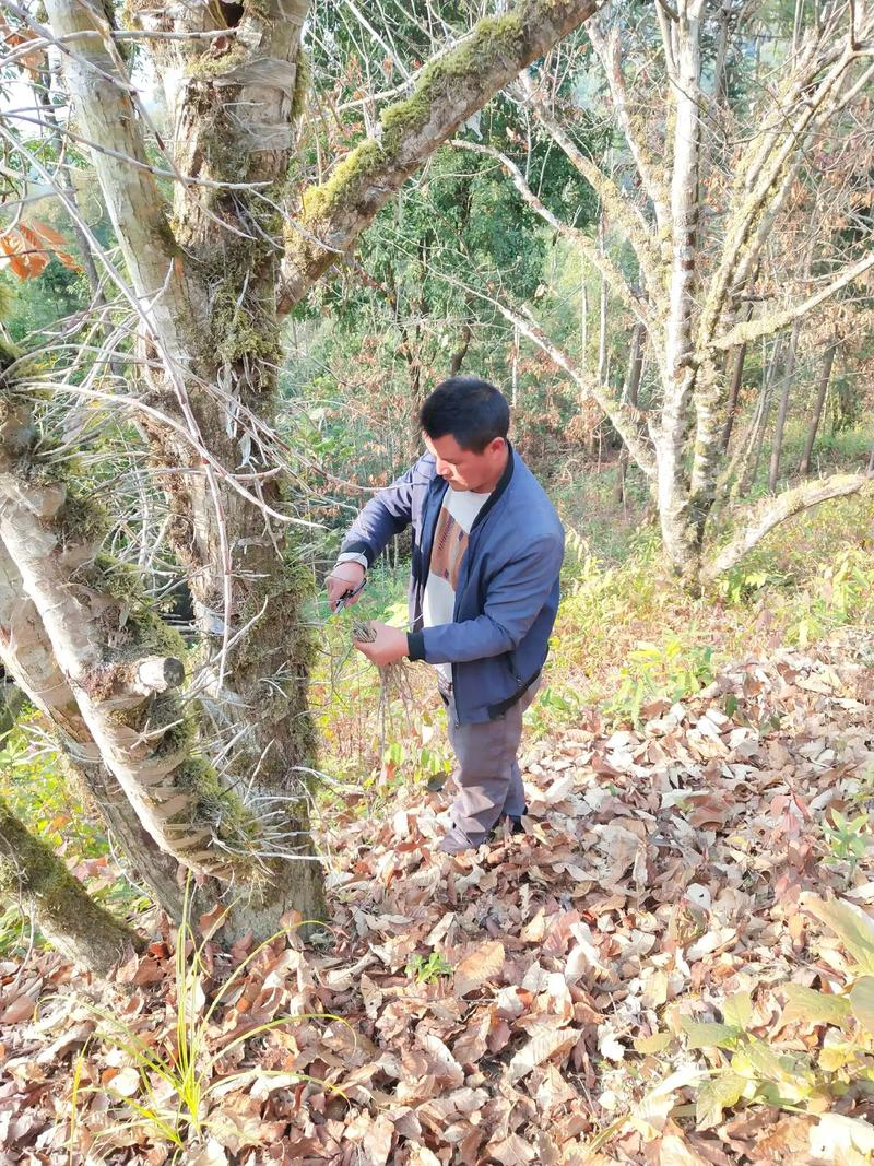 Plankton cultivation methods