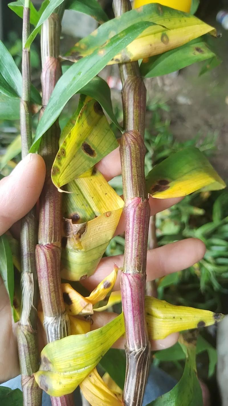 Plankton cultivation methods