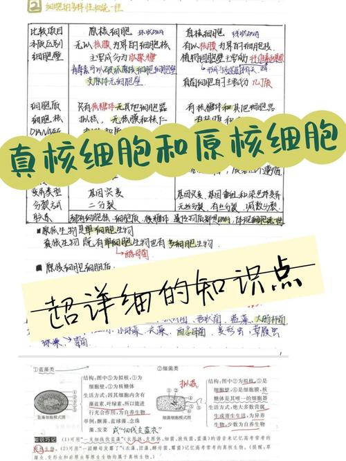 原核细胞dna复制的特点