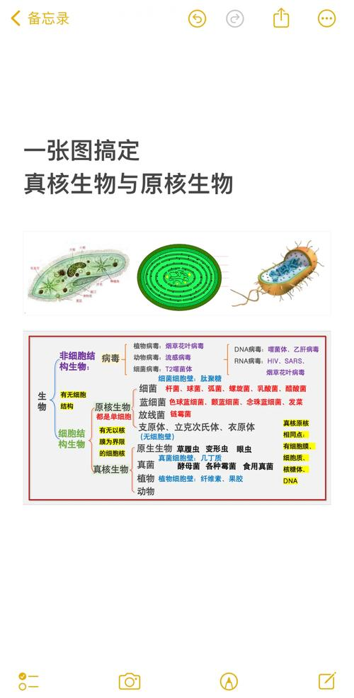 原核细胞dna复制的特点
