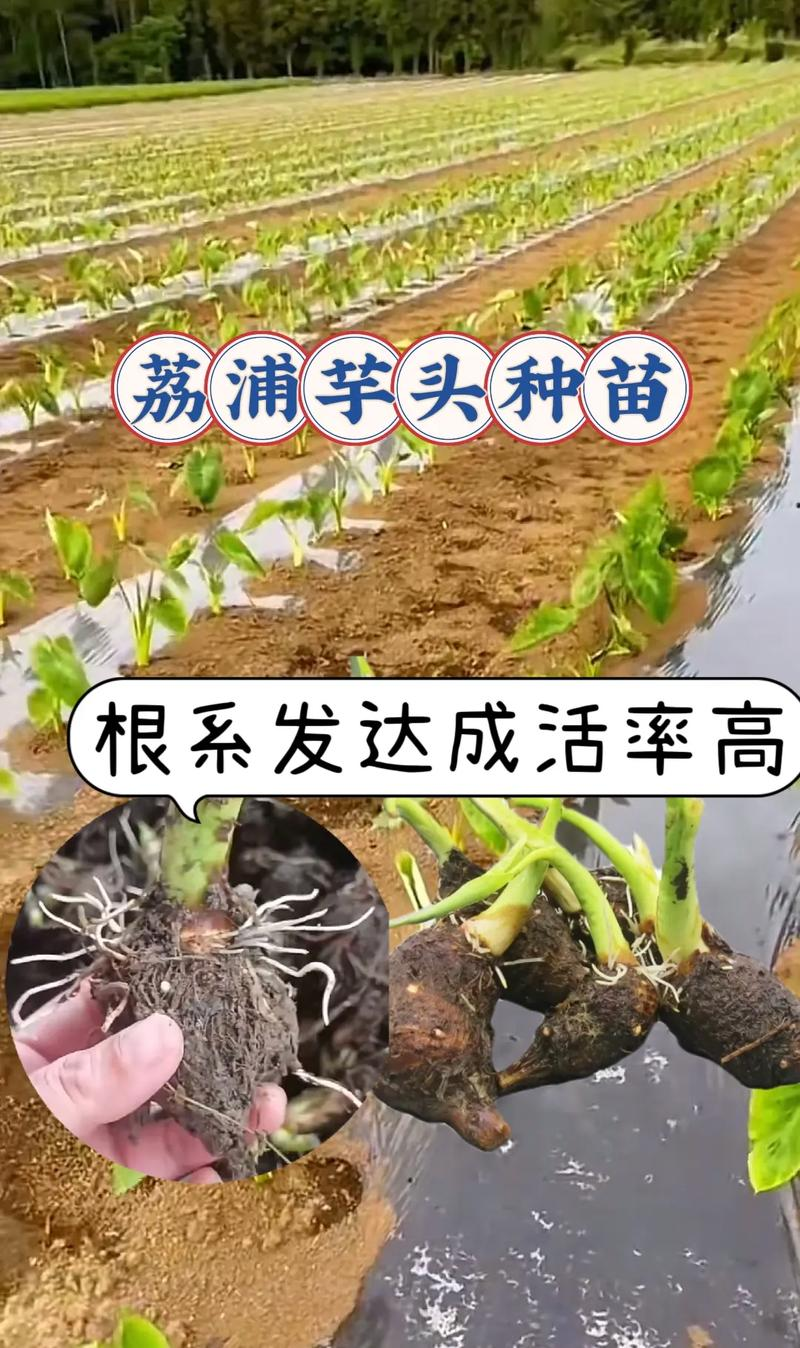 香芋稻田种植技术视频