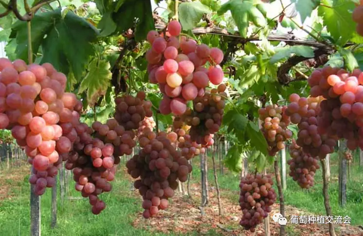 The technique of planting red grapes