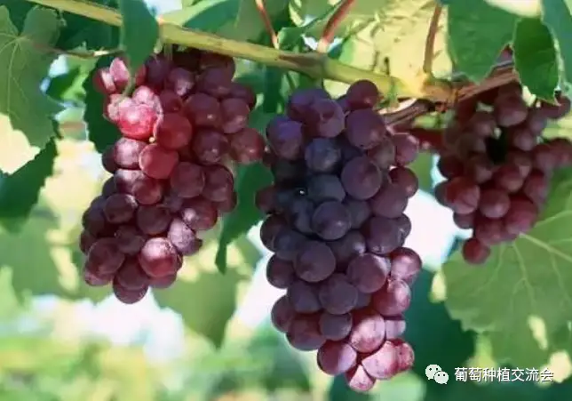 The technique of planting red grapes