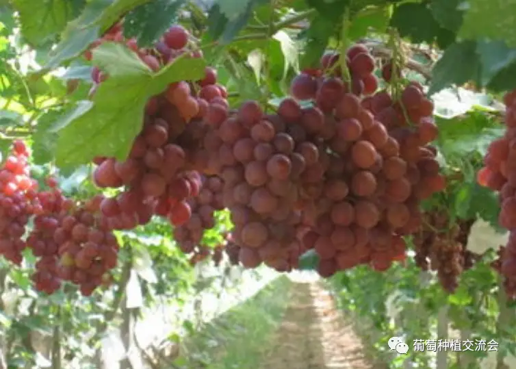 The technique of planting red grapes