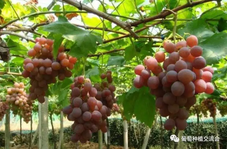The technique of planting red grapes