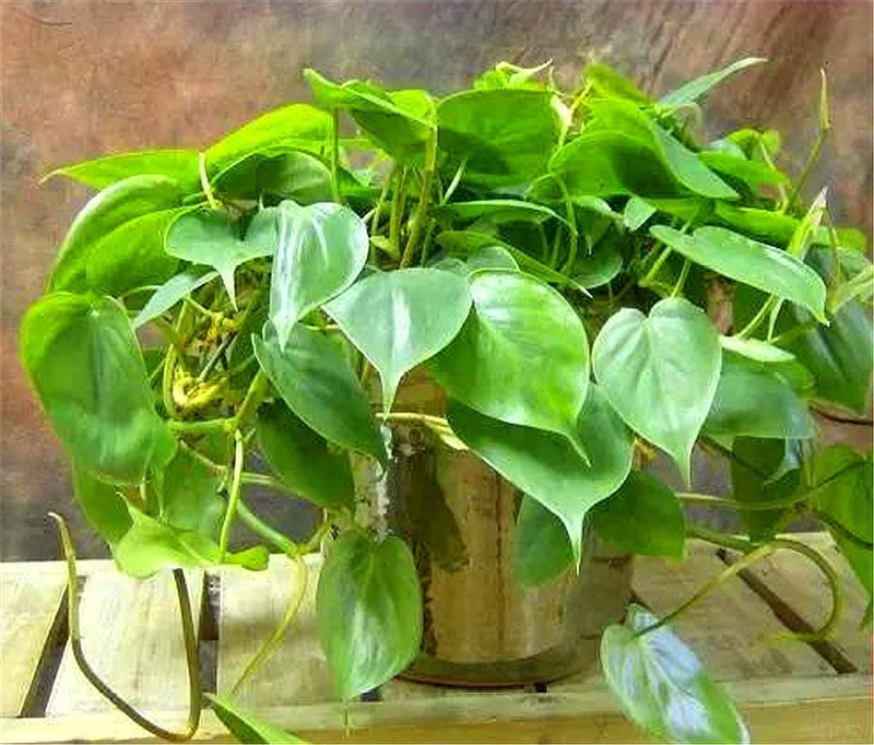 心形草种植方法