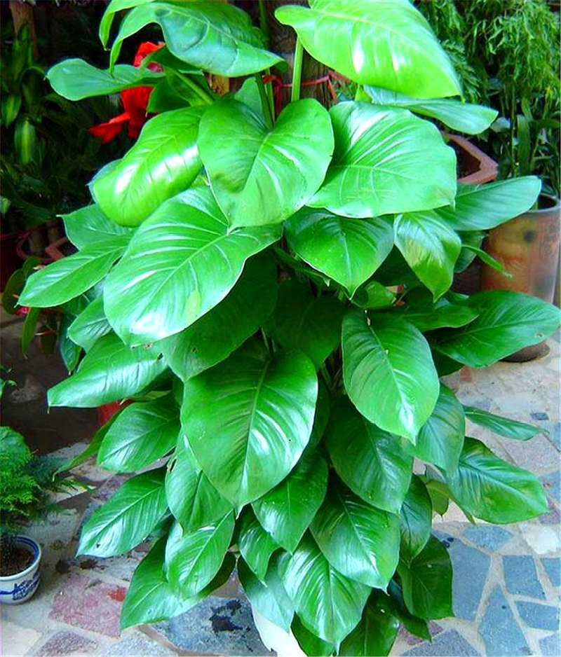 心形草种植方法