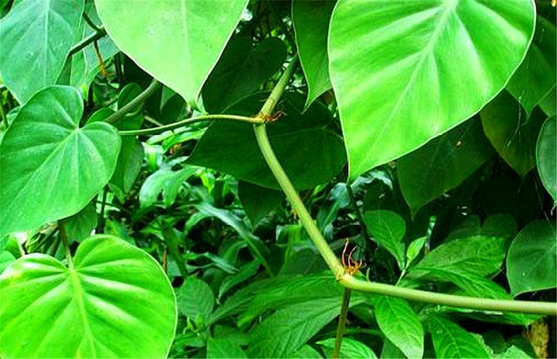 心形草种植方法