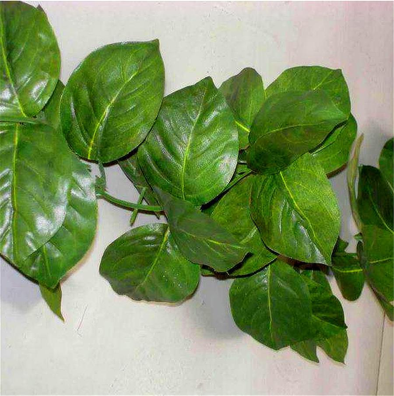 心形草种植方法