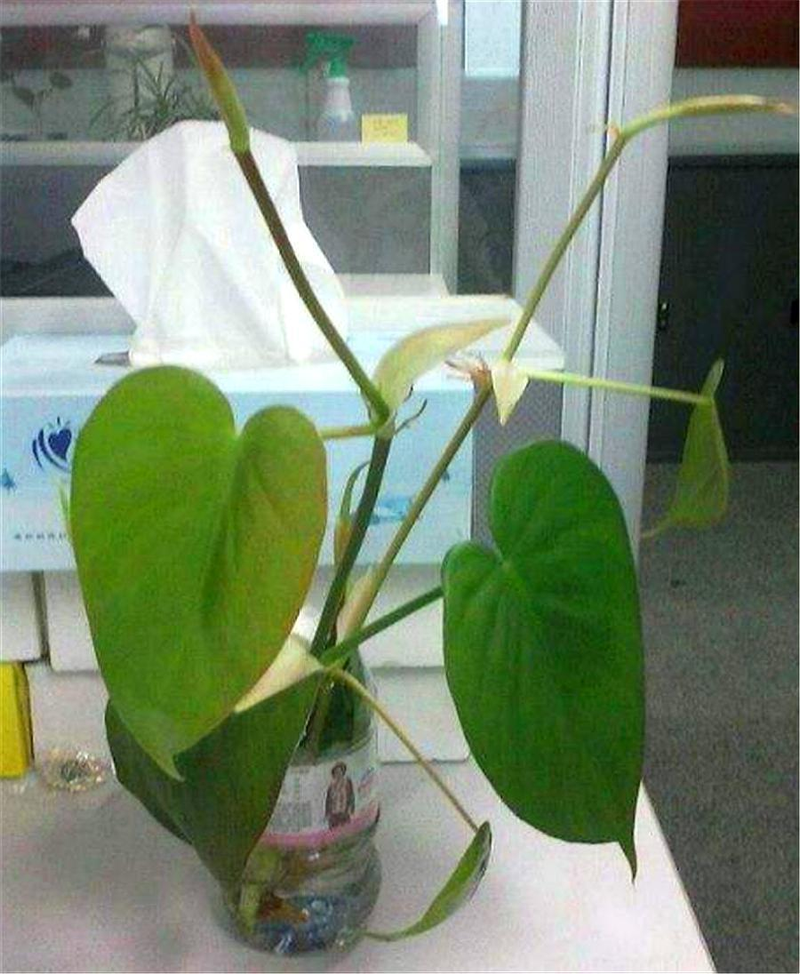 心形草种植方法