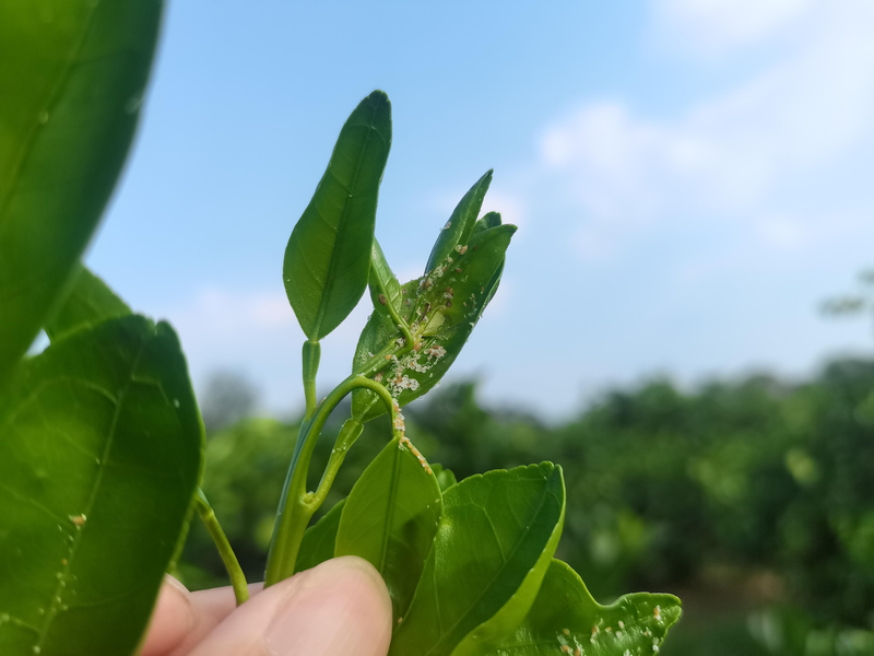 柑橘种植技术视频