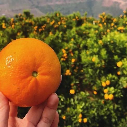 柑橘种植技术视频