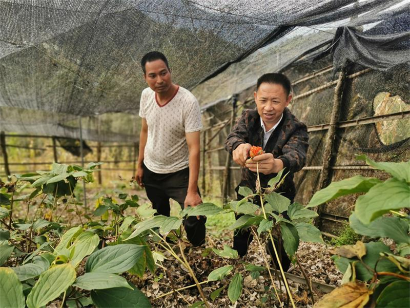 重楼的种植技术视频