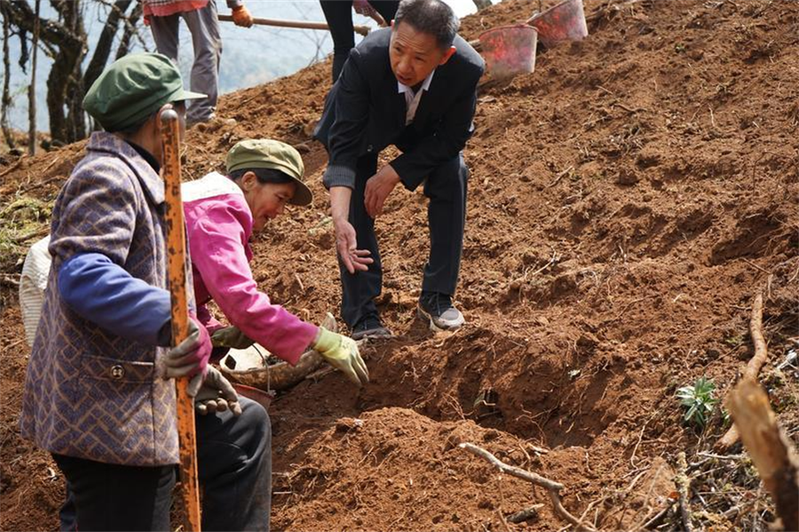 重楼的种植技术视频