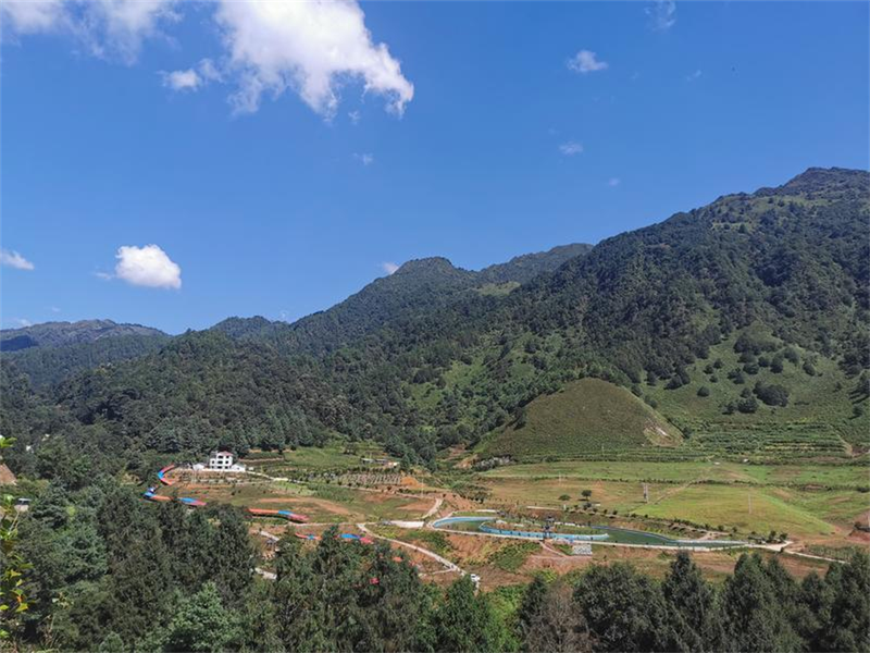 重楼的种植技术视频