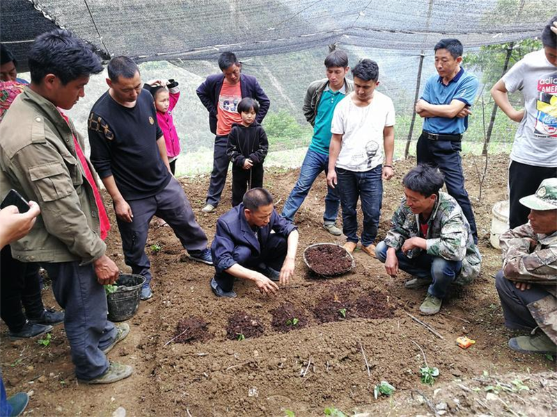 重楼的种植技术视频