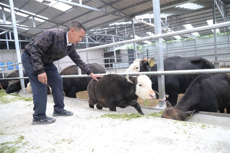 重楼的种植技术视频