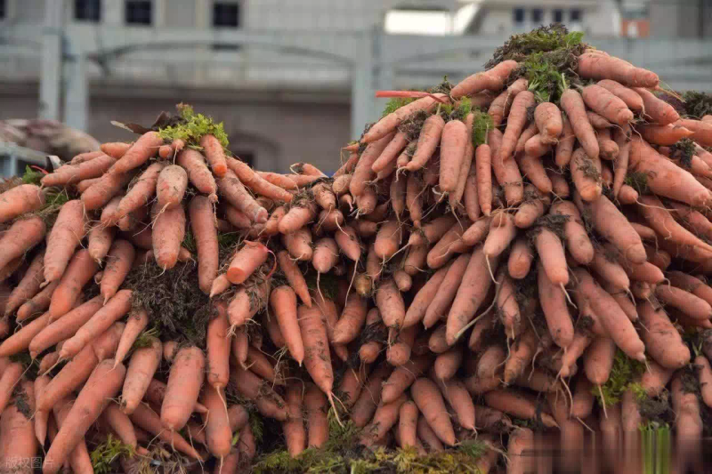 Time and method of growing carrots