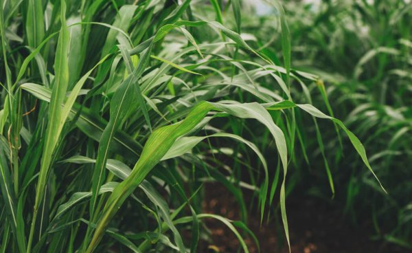 苏丹草种植技术