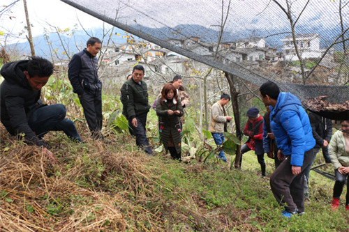 重楼的种植技术视频