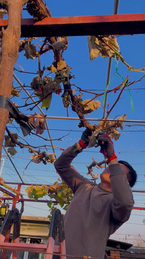 Chong ha joo grape cultivation technology
