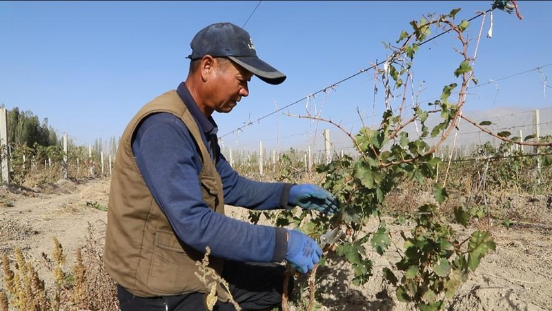 Chong ha joo grape cultivation technology