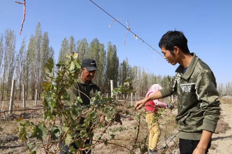 Chong ha joo grape cultivation technology