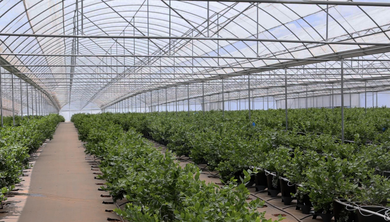 蓝莓大棚种植技术