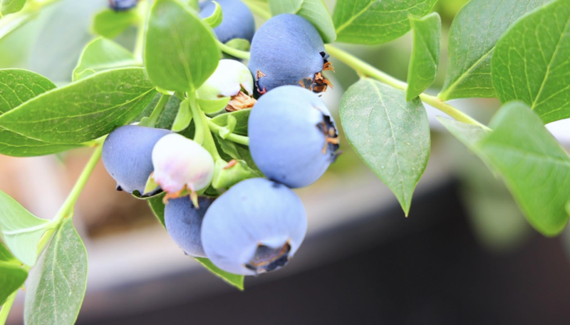 蓝莓大棚种植技术