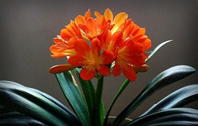 Suitable for indoor plant cultivation