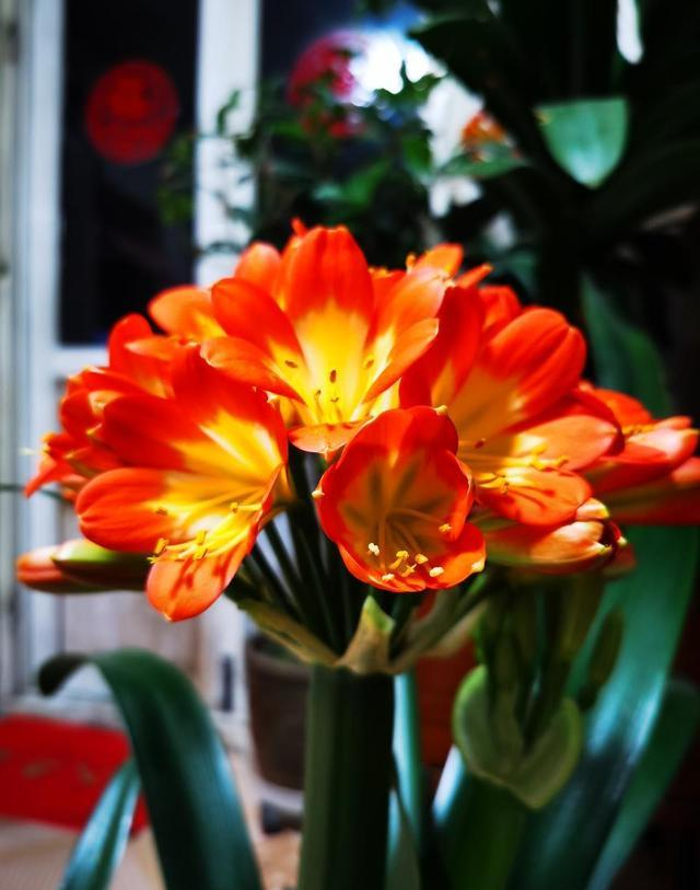 Suitable for indoor plant cultivation