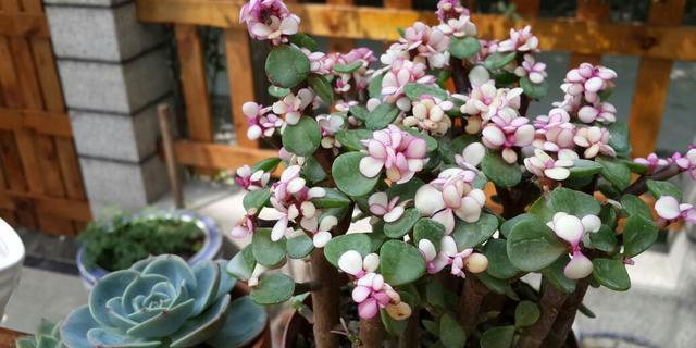 Suitable for indoor plant cultivation