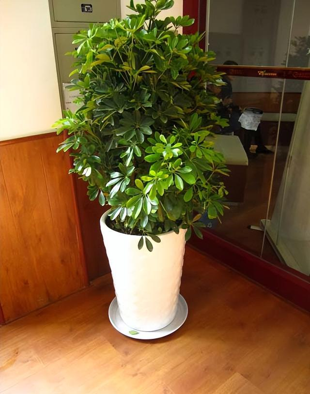 Suitable for indoor plant cultivation